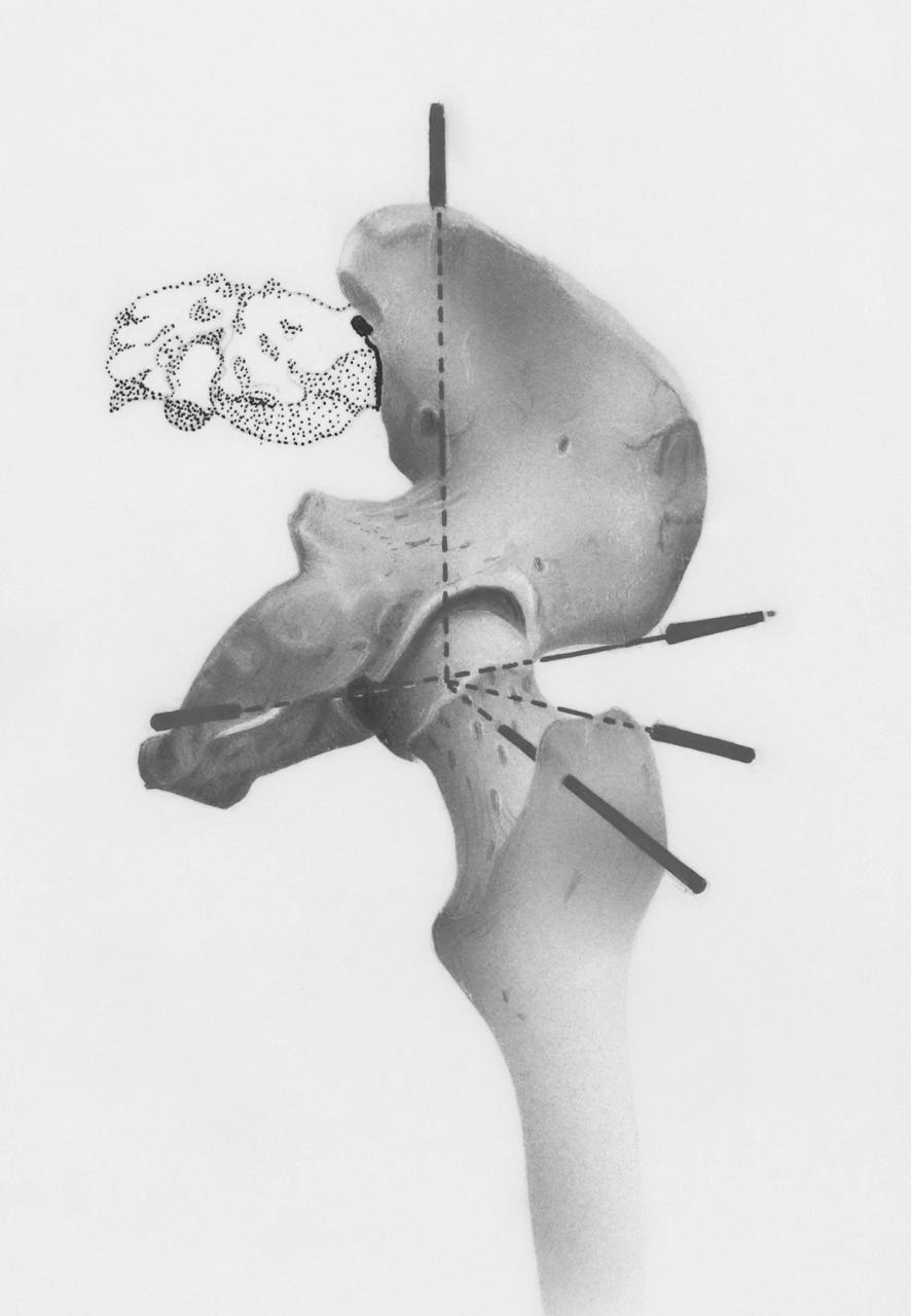 Pelvis-centered biomechanics